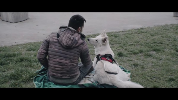Dog eyes, da abbandonati a cani guida per non vedenti (VIDEO)