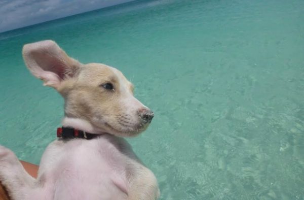 Cucciolo di potcake al mare