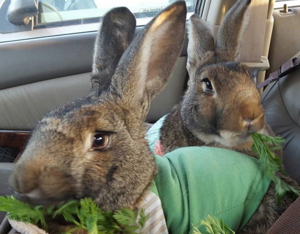 Due conigli mangiano erba