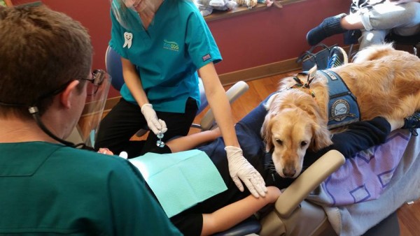 Jo Jo, una golden retriever contro la paura del dentista