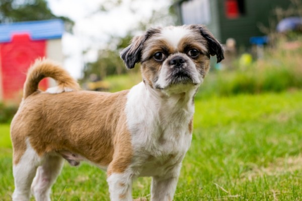 Cane donatore di sangue