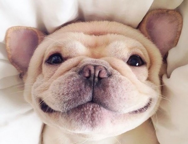 10 animali felici strappa sorrisi (FOTO)