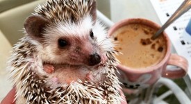 Ricci, a Tokyo una caffetteria per accarezzarli (VIDEO)
