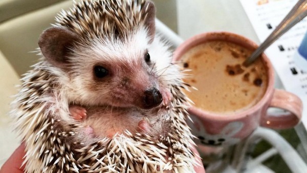 Ricci, a Tokyo una caffetteria per accarezzarli (VIDEO)