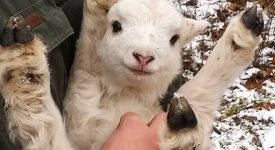 10 animali che non porgono la guancia ma la pancia (FOTO)
