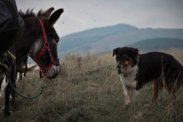 Asini e cani, la vacanza alternativa in cammino con gli animali