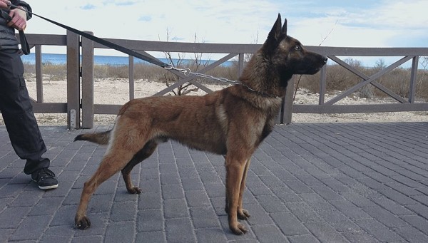 cane Malinois