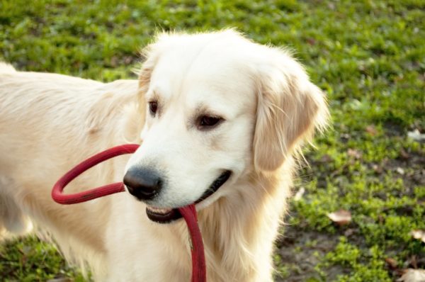 Cani senza guinzaglio