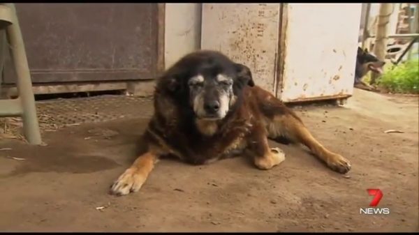 Morta Maggie, era il cane più vecchio del mondo (VIDEO)