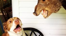 10 cani che hanno dell'incredibile (FOTO)