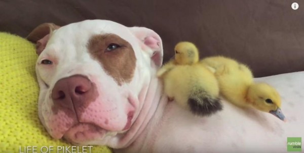 Patty Cakes, dolce cane adotta due anatroccoli (VIDEO)