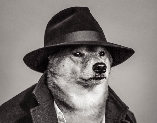 cane con giacca e cappello