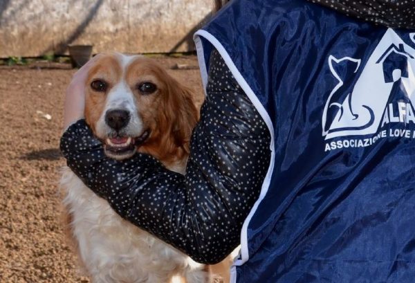 Cani malati di leishmaniosi, nasce il primo centro in Italia