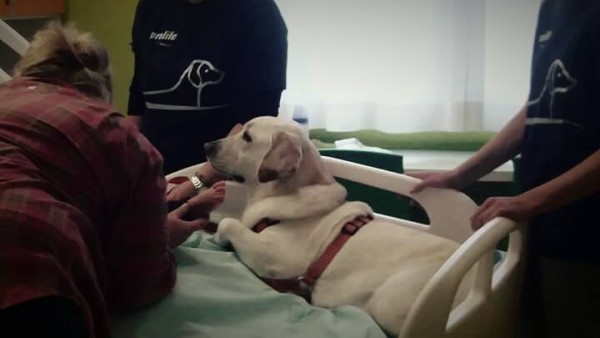 cane da pet therapy al lavoro in ospedale