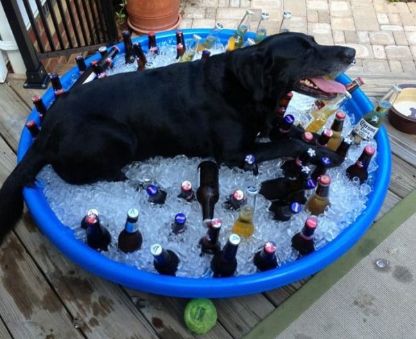 cane dentro vasca del ghiaccio