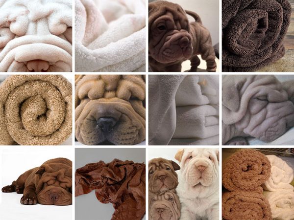 cane e asciugamano