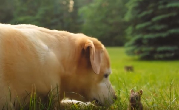 Labrador e coniglietto, un incontro di primavera (VIDEO)