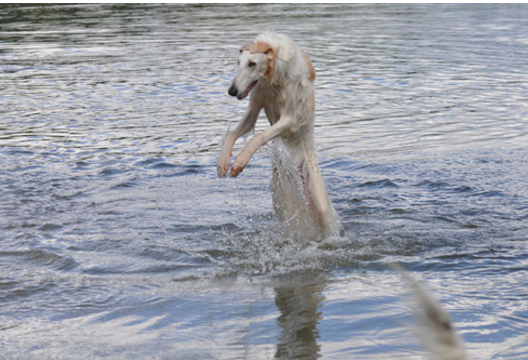 cane esce dall'acqua