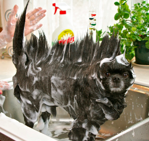 cane fa il bagno