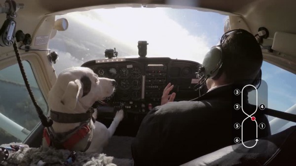 Shadow, il cane che sa volare