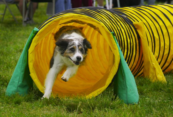 cane impegnato nell'agility dog