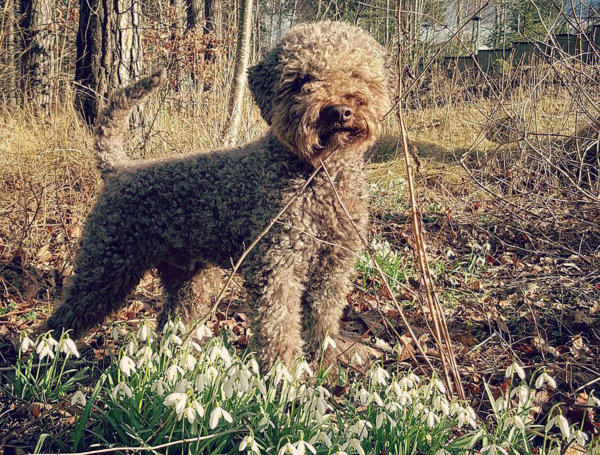 cane in un bosco