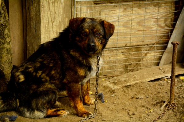 Cane legato alla catena