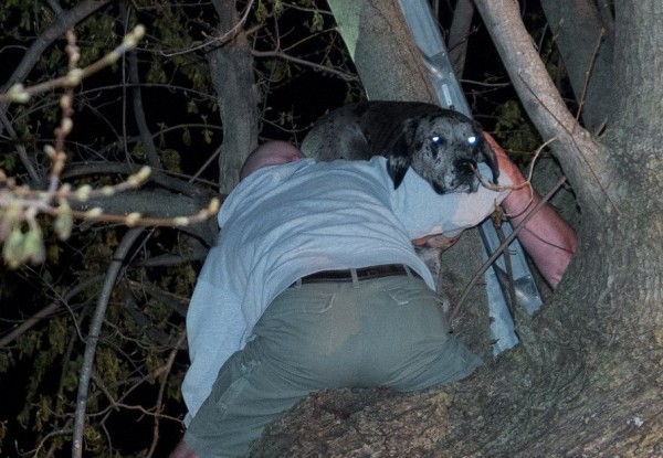 Kora, l'alano che il sabato sera sale sugli alberi (VIDEO)