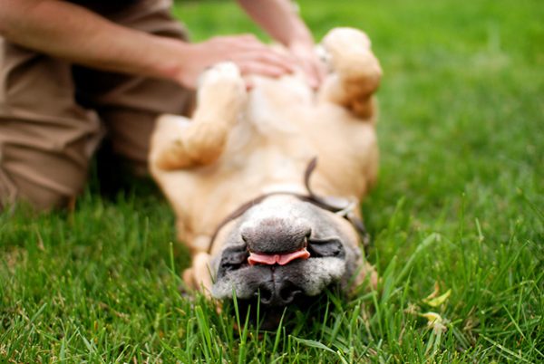 cane sdraiato sul prato si lascia accarezzare