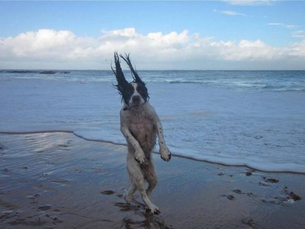 10 cani che hanno dell'incredibile (FOTO)