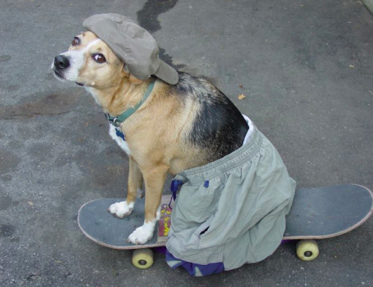 cane su skateboard