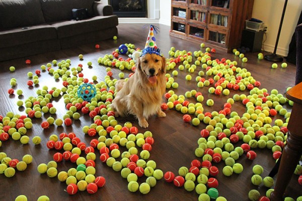 cane tra palline da tennis