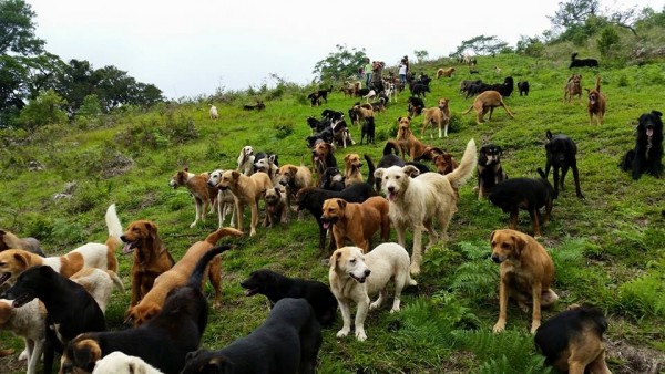 La terra dei cani randagi, il paradiso a 4 zampe (VIDEO)