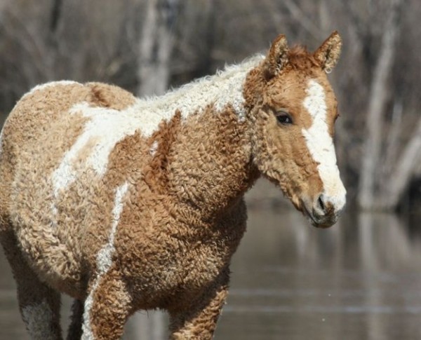 cavallo