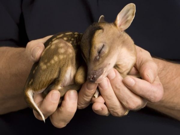 cucciolo di cervo