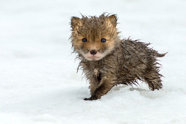 cucciolo di volpe