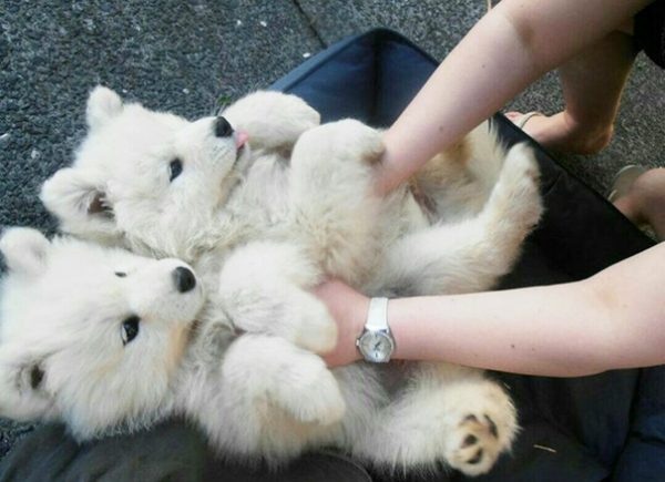 due cuccioli di cane si lasciano accarezzare