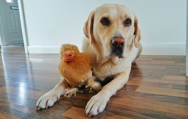 gallina e cane