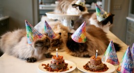 10 animali che festeggiano il compleanno (FOTO)