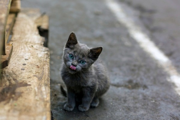 gattina salvata da un cane