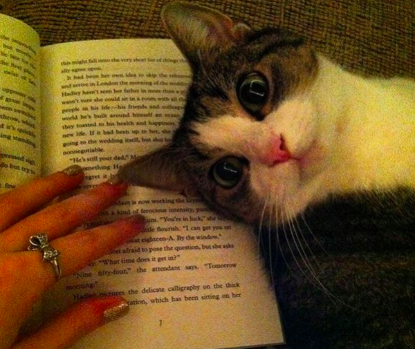 gatto appoggiato a un libro