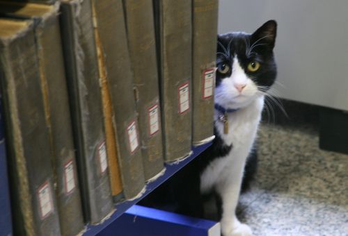 gatto dietro libri