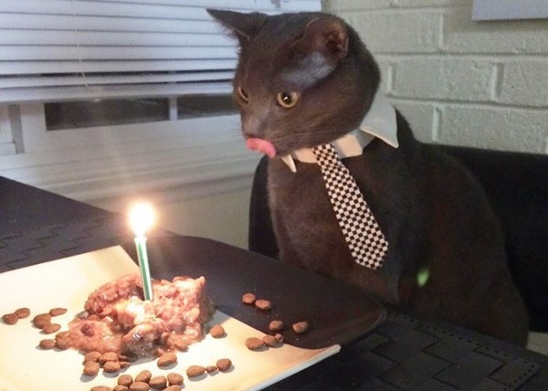 gatto fissa il piatto con candelina