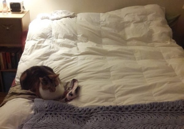 gatto seduto su letto