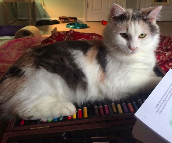 gatto seduto su matite