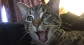 10 animali felici strappa sorrisi (FOTO)