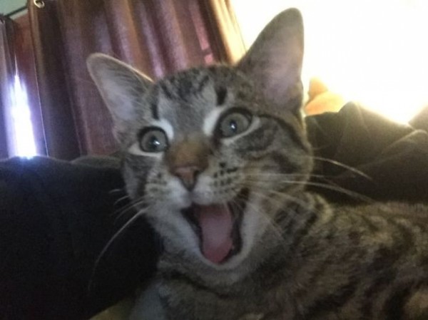 gatto sorpreso