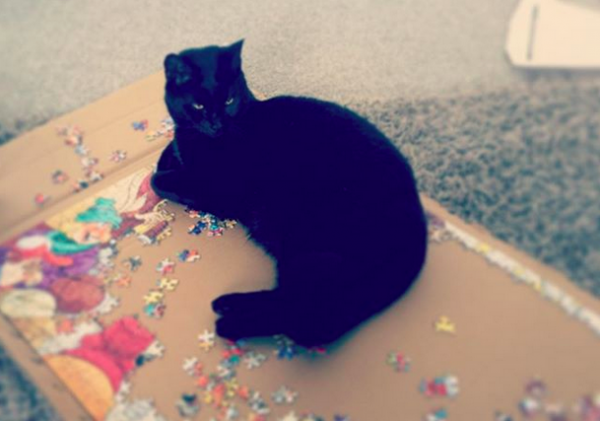 gatto su pezzi di puzzle