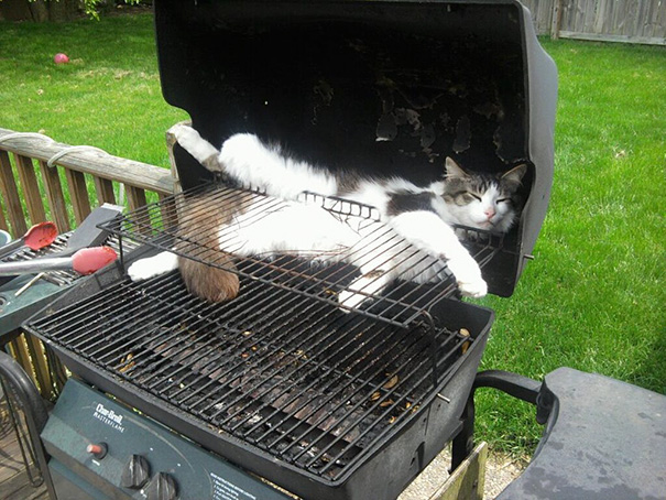 gatto su un barbecue