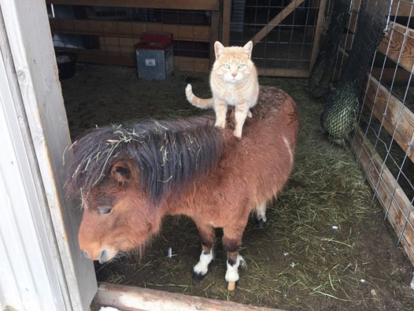 gatto su un pony